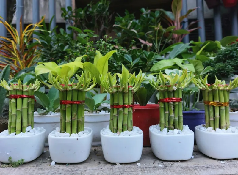 Create A Hydroponic Vegetable Garden Using Repurposed Plastic Containers