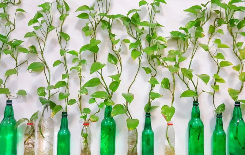 create a minimalist indoor vertical garden using repurposed plastic bottles setup