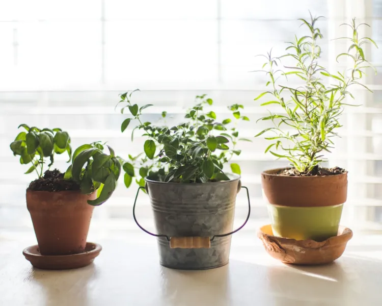 Create A Self Watering Indoor Herb Garden Using Reclaimed Materials 13c565