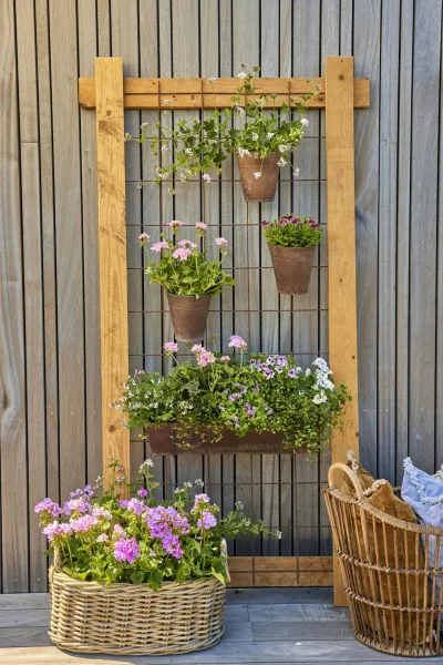 create a vertical garden using repurposed ladder and succulents setup