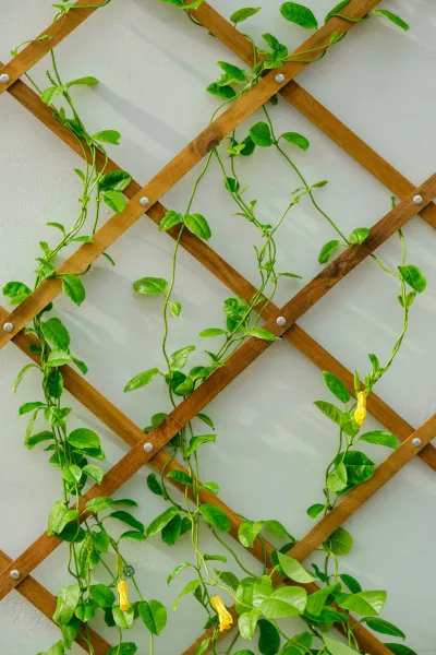 Create A Vertical Garden Wall Using Upcycled Plastic Bottles And Herbs D063e5