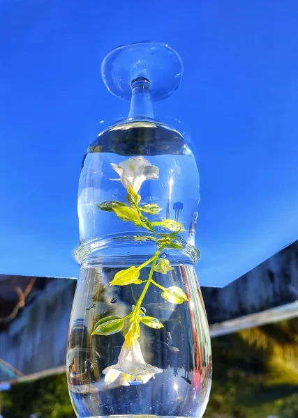 Create A Vertical Hydroponic Garden Using Repurposed Plastic Bottles