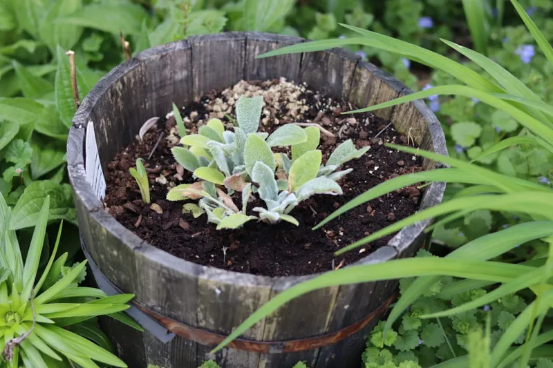 Create An Eco Friendly Rain Garden Using Native Plants And Repurposed Materials 561b0f