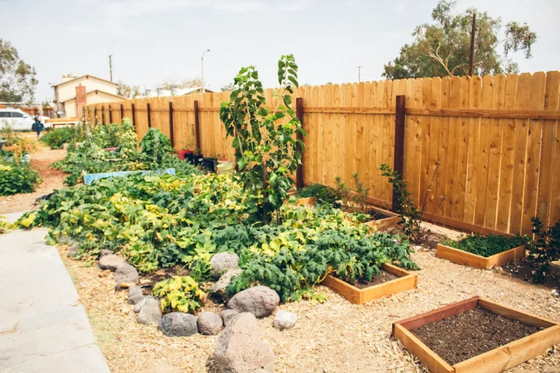 how to create a sustainable backyard garden for beginners 2025 setup